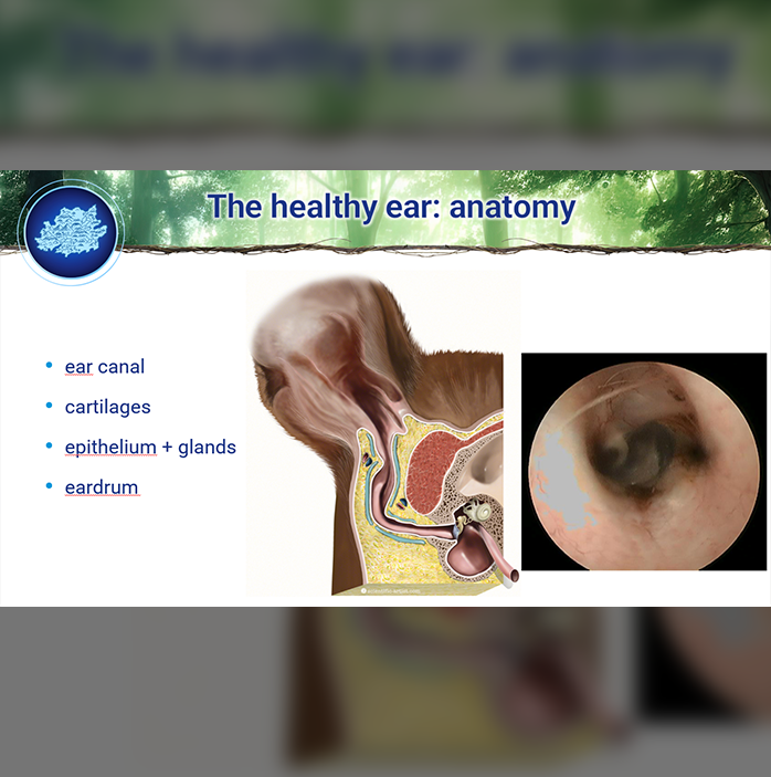 CEVASympo_visual3